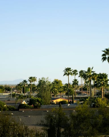 Palm trees rising above residential rooftops under a clear blue sky in Phoenix